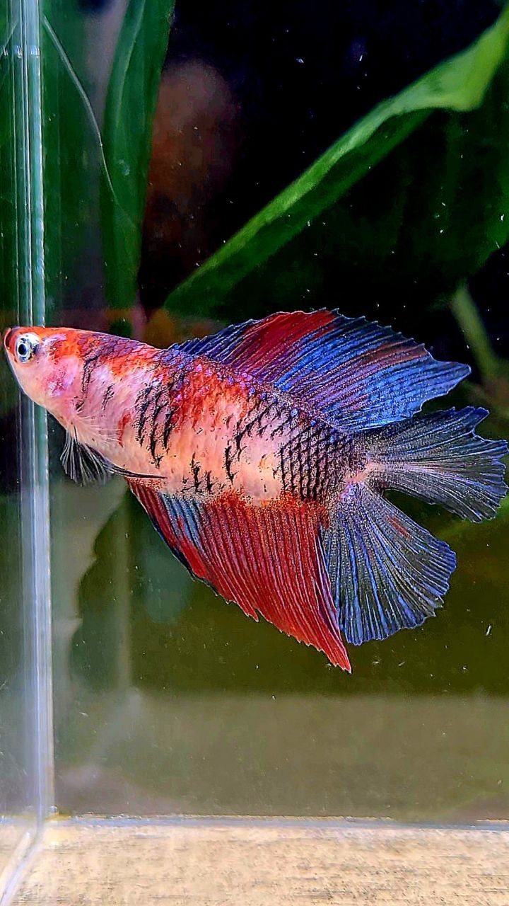 FEMALE HALFMOON DOUBLE TAIL MULTICOLOR BETTA FISH