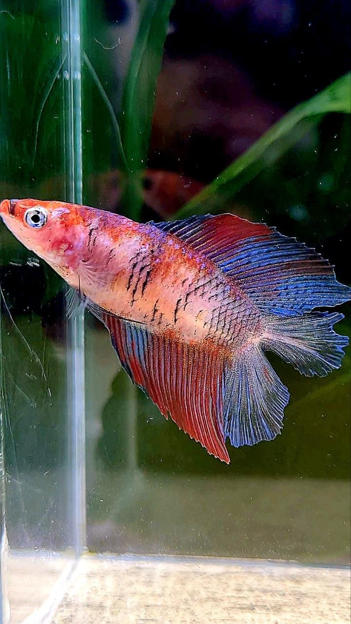 FEMALE HALFMOON DOUBLE TAIL MULTICOLOR BETTA FISH