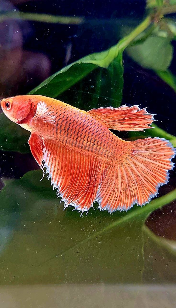 FEMALE HALFMOON ROSETAIL ORANGE PINEAPPLE BETTA FISH