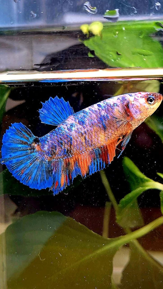 FEMALE PLAKAT FANCY MULTICOLOR BETTA FISH