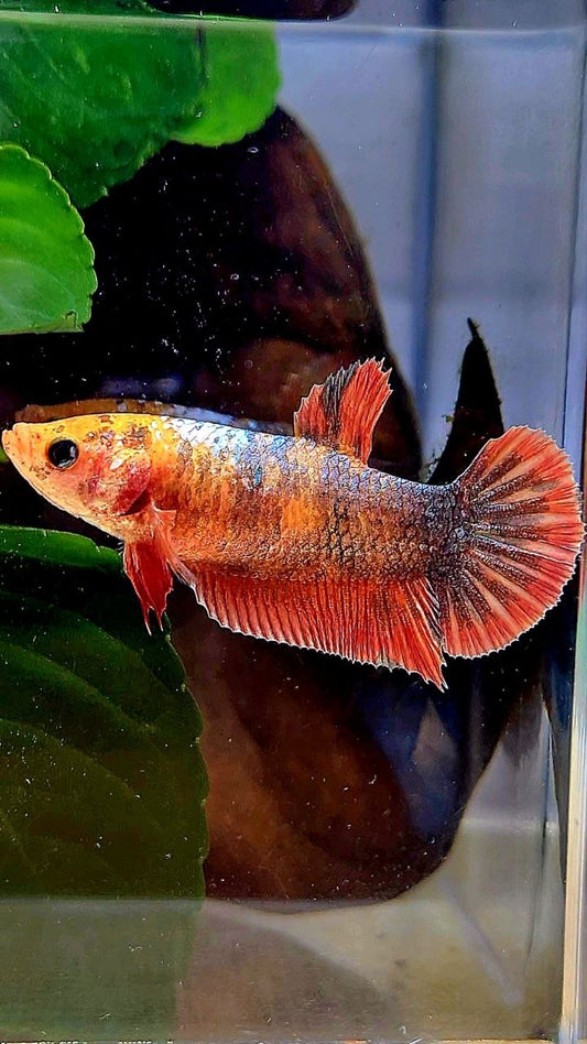 FEMALE PLAKAT RED COPPER FANCY BETTA FISH