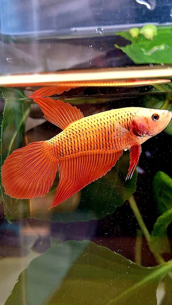 FEMALE VEILTAIL RED BETTA FISH