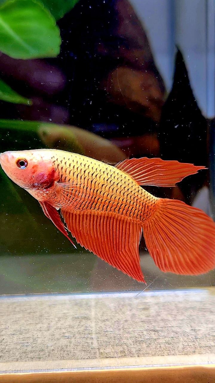 FEMALE VEILTAIL RED BETTA FISH