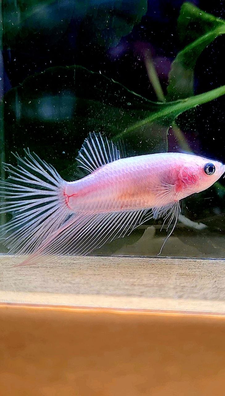 FEMALE HALFMOON TRANSPARENT CELLOPHANE BETTA FISH