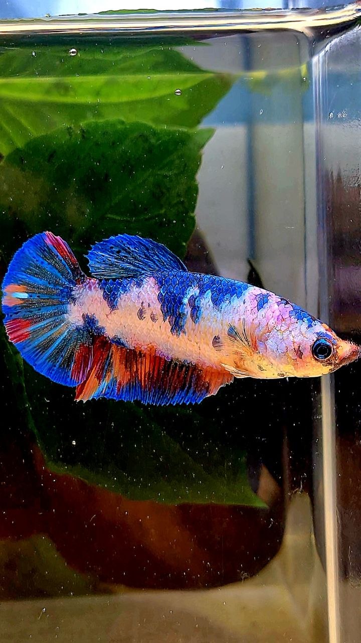 FEMALE PLAKAT WHITE CANDY MULTICOLOR BETTA FISH
