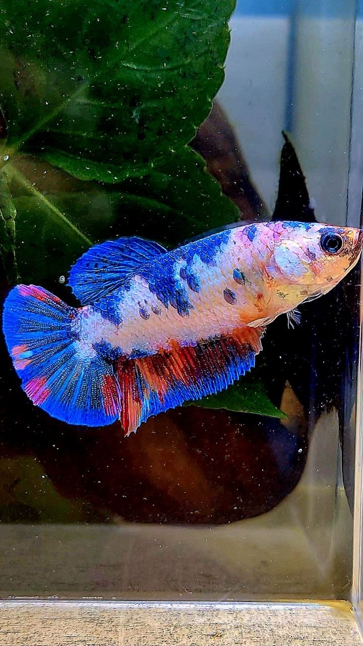 FEMALE PLAKAT WHITE CANDY MULTICOLOR BETTA FISH