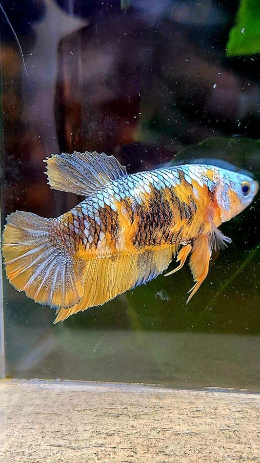 FEMALE PLAKAT YELLOW COPPER MULTICOLOR BETTA FISH