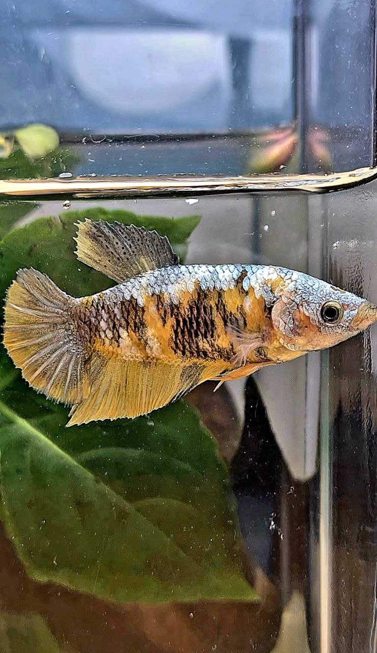 FEMALE PLAKAT YELLOW COPPER MULTICOLOR BETTA FISH