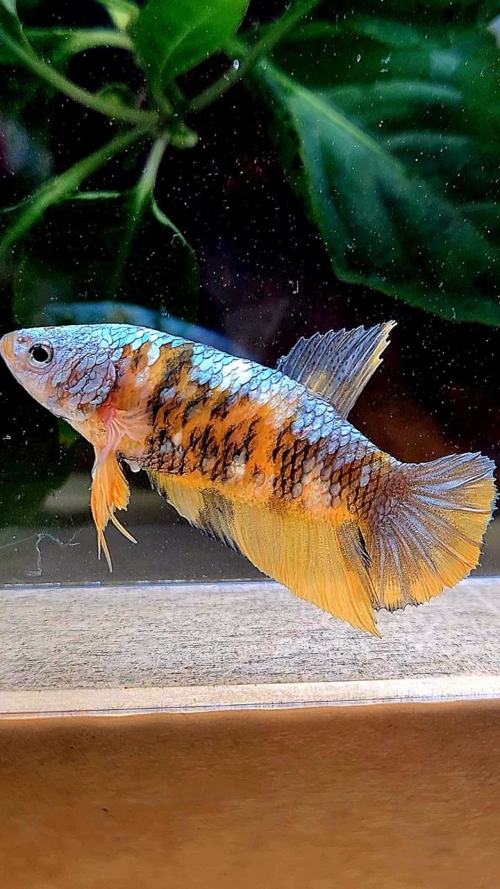 FEMALE PLAKAT YELLOW COPPER MULTICOLOR BETTA FISH