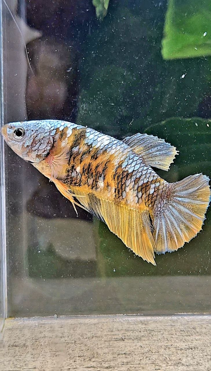 FEMALE PLAKAT YELLOW COPPER MULTICOLOR BETTA FISH