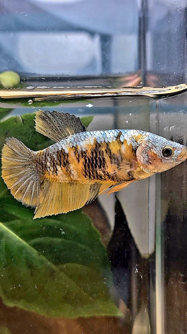 FEMALE PLAKAT YELLOW COPPER MULTICOLOR BETTA FISH