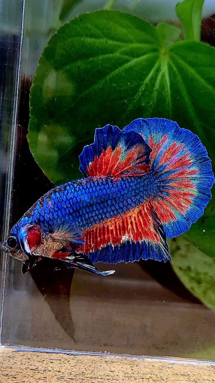 HMPK BLUE VANDA FIRE PATTERN BETTA FISH