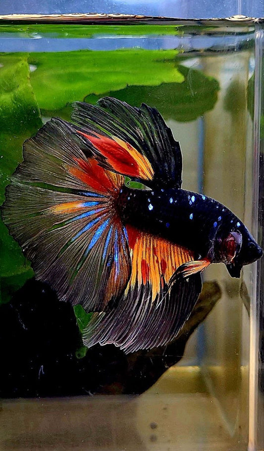 HALFMOON ROSETAIL BLACK GALAXY AVATAR NEMO BETTA FISH