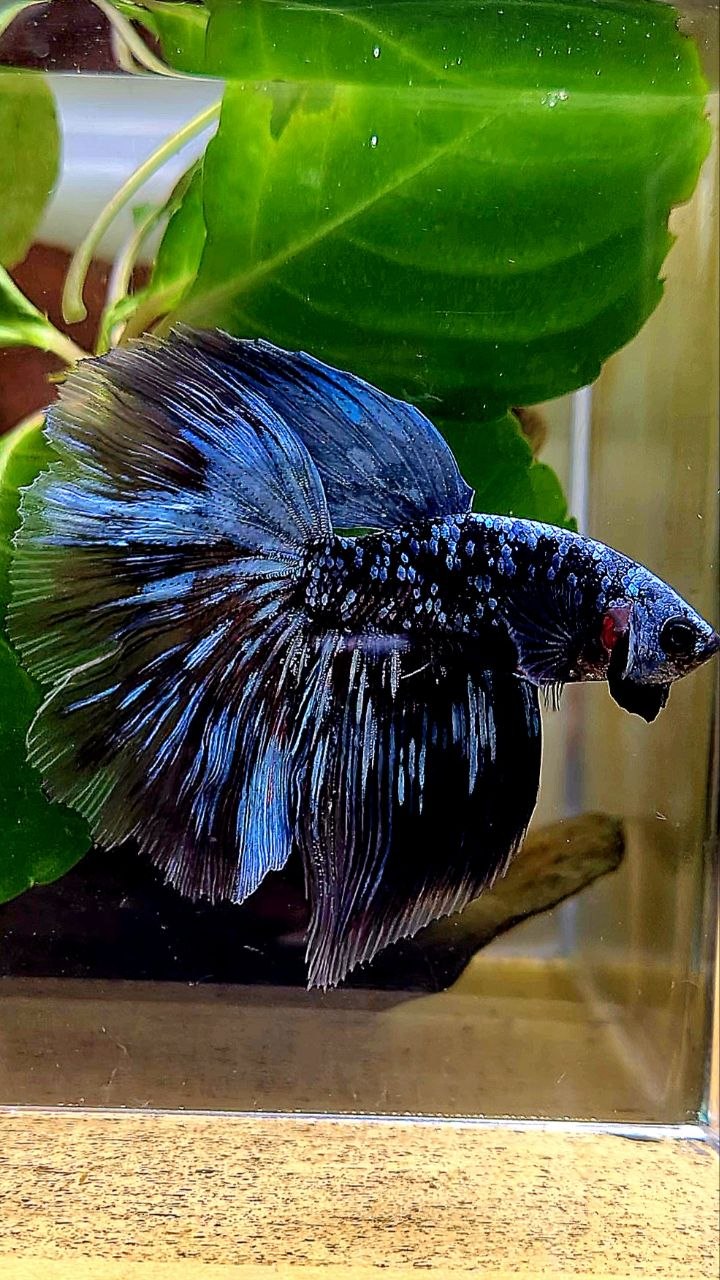 HALFMOON ROSETAIL BLACK GALAXY BLUE AVATAR GRAY BETTA FISH