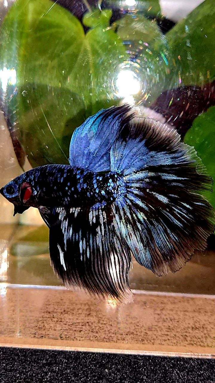 HALFMOON ROSETAIL BLACK GALAXY BLUE AVATAR GRAY BETTA FISH