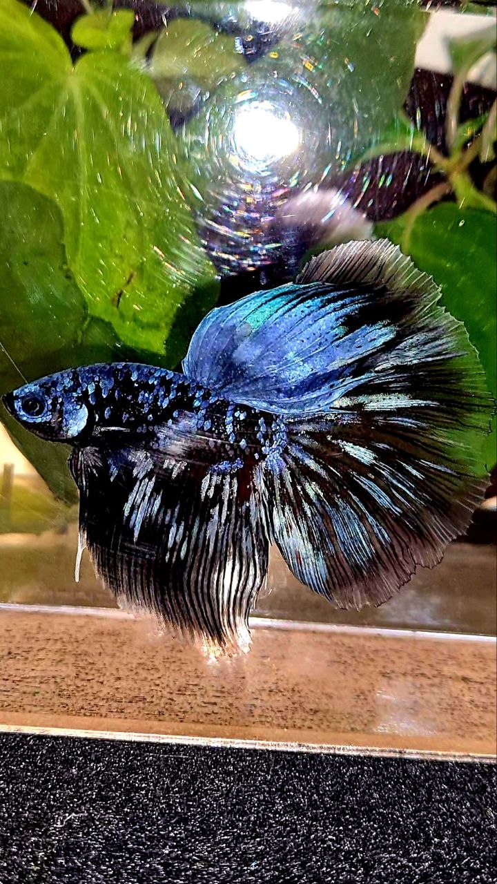 HALFMOON ROSETAIL BLACK GALAXY BLUE AVATAR GRAY BETTA FISH