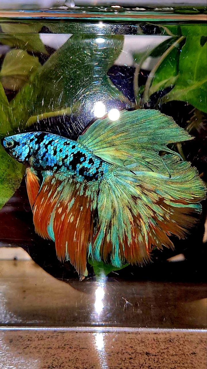 HALFMOON ROSETAIL BLACK GALAXY AVATAR YELLOW BLUE BETTA FISH