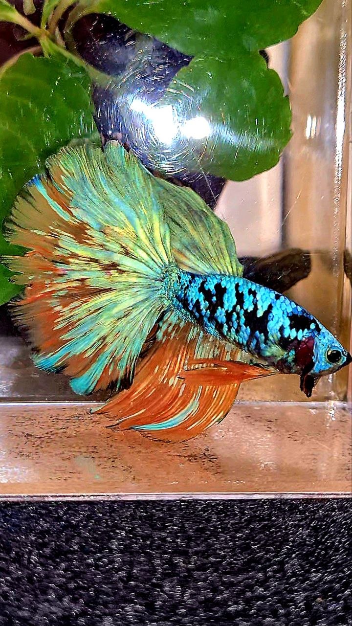 HALFMOON ROSETAIL BLACK GALAXY AVATAR YELLOW BLUE BETTA FISH