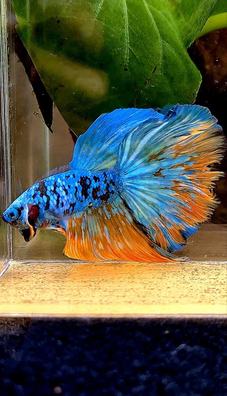 HALFMOON ROSETAIL BLACK GALAXY AVATAR YELLOW BLUE BETTA FISH