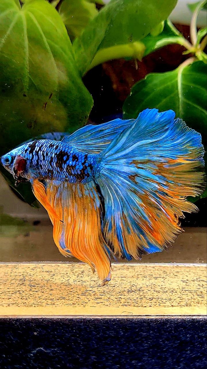 HALFMOON ROSETAIL BLACK GALAXY AVATAR YELLOW BLUE BETTA FISH