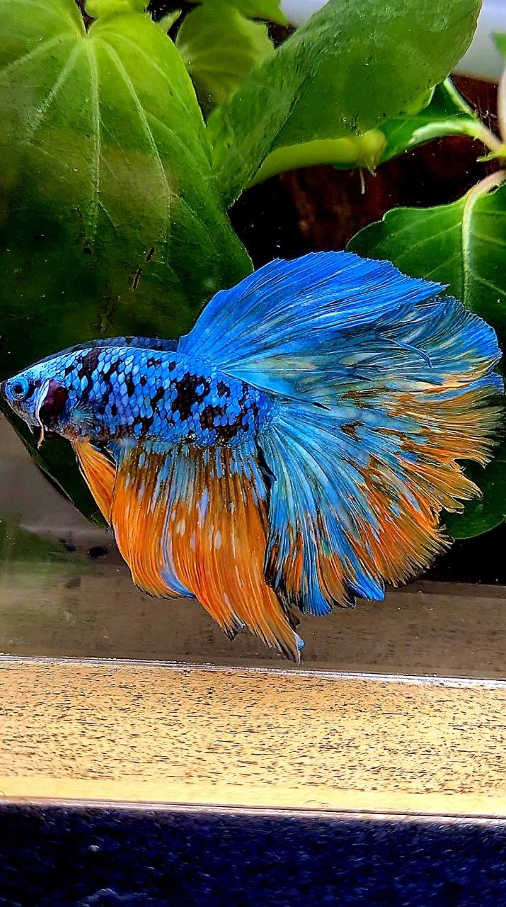 HALFMOON ROSETAIL BLACK GALAXY AVATAR YELLOW BLUE BETTA FISH