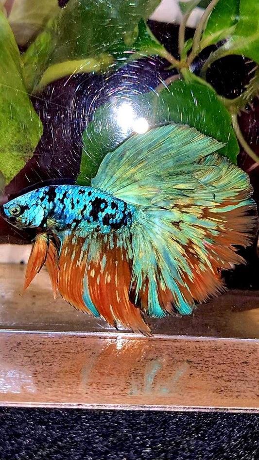 HALFMOON ROSETAIL BLACK GALAXY AVATAR YELLOW BLUE BETTA FISH