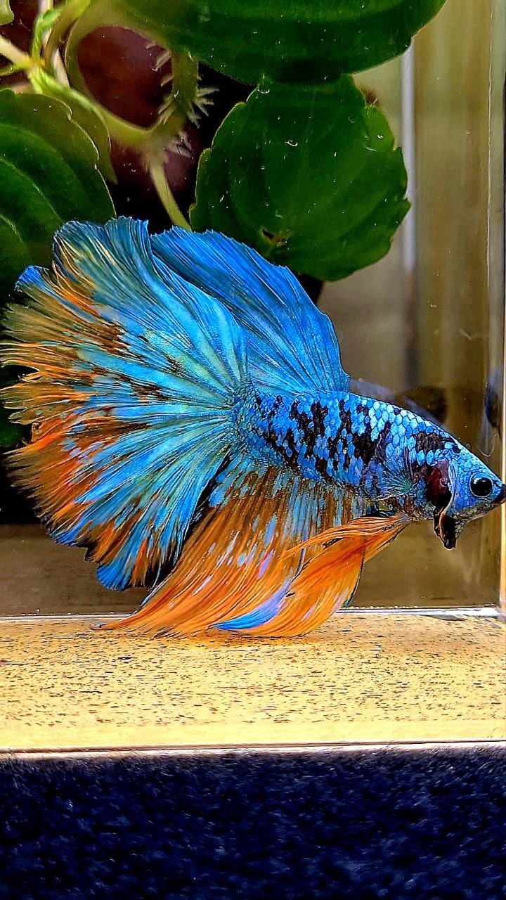 HALFMOON ROSETAIL BLACK GALAXY AVATAR YELLOW BLUE BETTA FISH