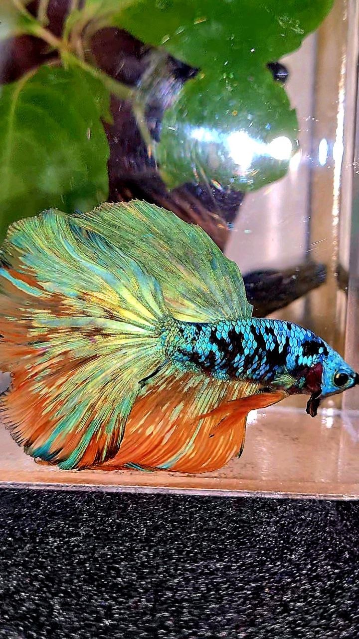 HALFMOON ROSETAIL BLACK GALAXY AVATAR YELLOW BLUE BETTA FISH
