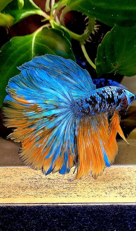 HALFMOON ROSETAIL BLACK GALAXY AVATAR YELLOW BLUE BETTA FISH