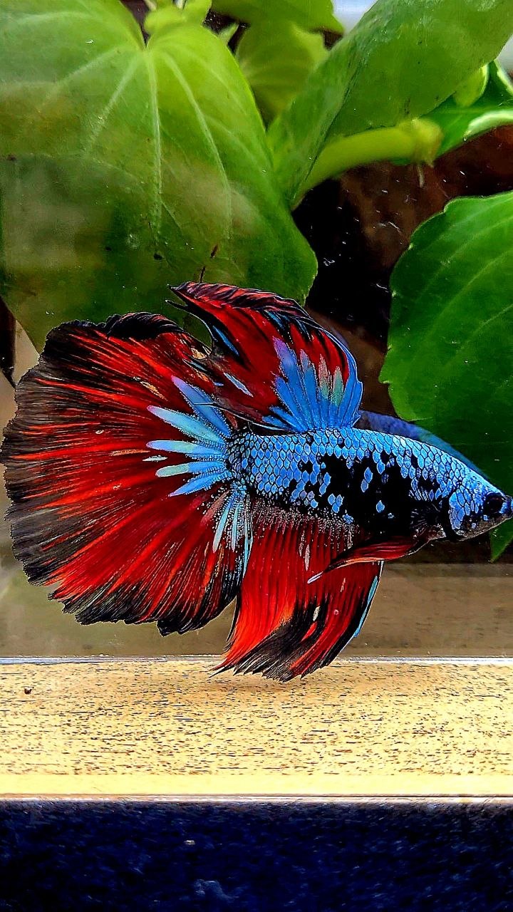 HALFMOON ROSETAIL BLACK GALAXY BLUE AVATAR VAMPIRE BETTA FISH