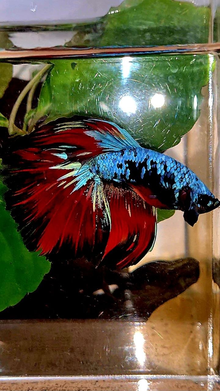 HALFMOON ROSETAIL BLACK GALAXY BLUE AVATAR VAMPIRE BETTA FISH