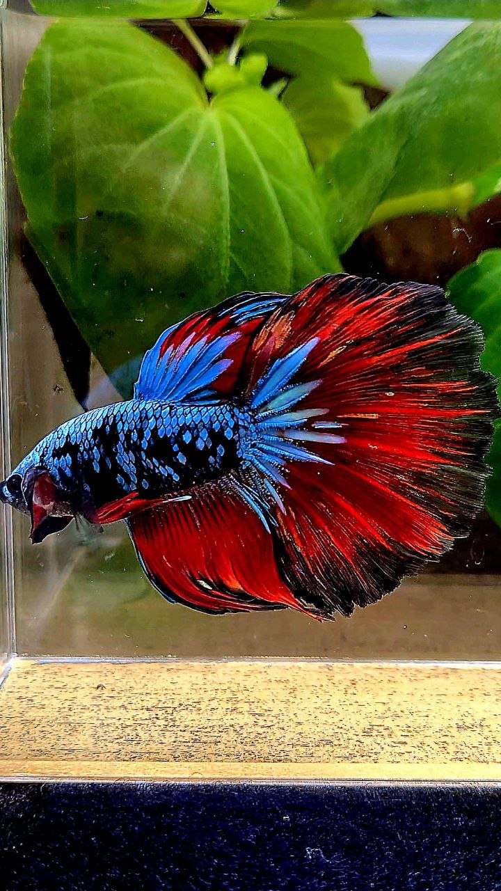 HALFMOON ROSETAIL BLACK GALAXY BLUE AVATAR VAMPIRE BETTA FISH