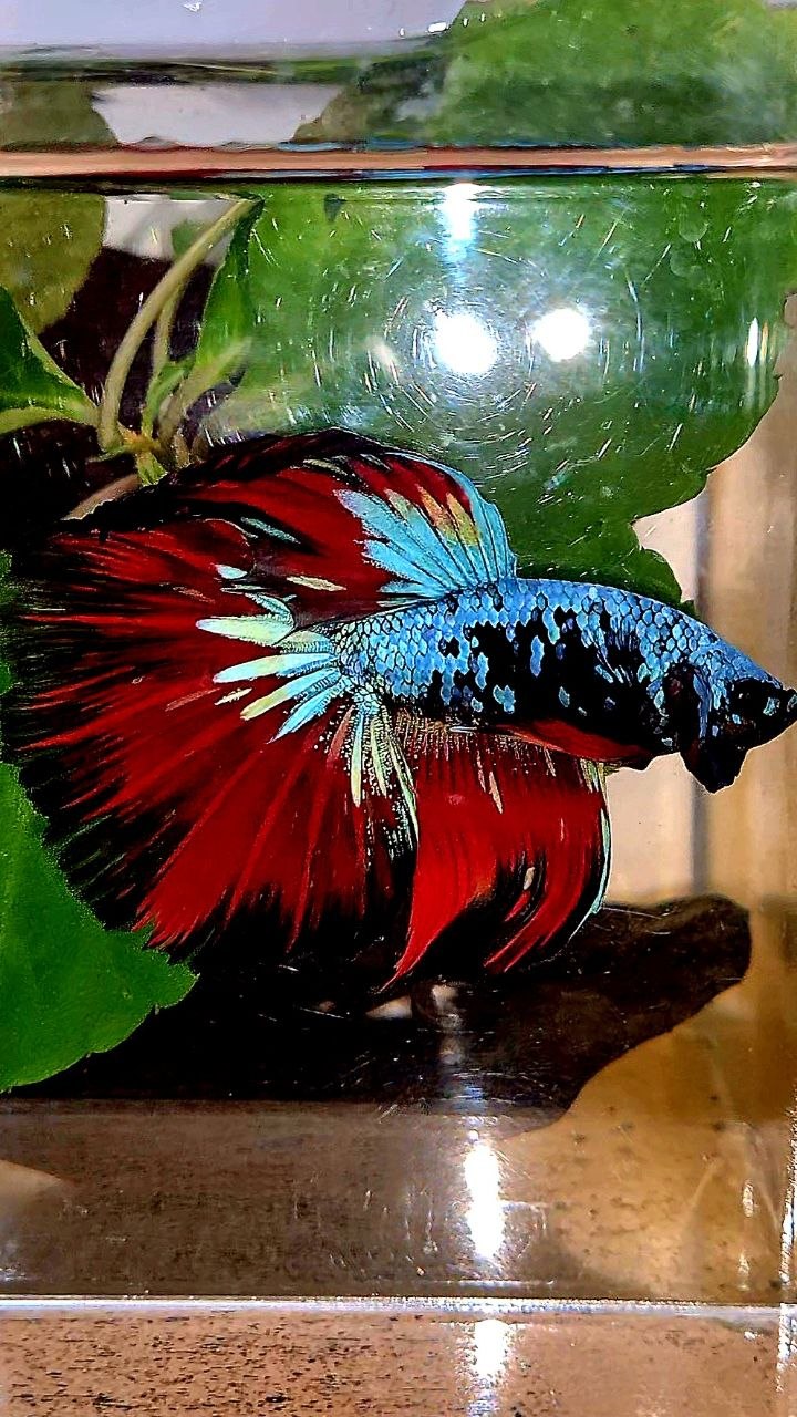 HALFMOON ROSETAIL BLACK GALAXY BLUE AVATAR VAMPIRE BETTA FISH