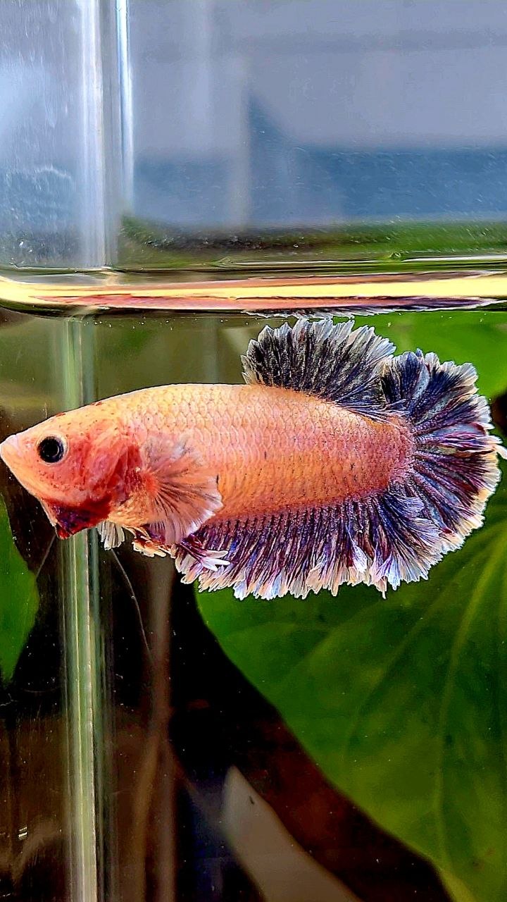 FEMALE HALFMOON FEATHER TAIL PURPLE BETTA FISH