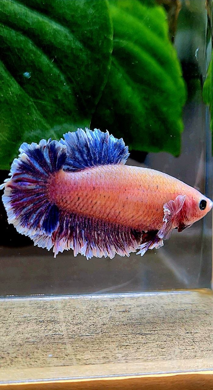 FEMALE HALFMOON FEATHER TAIL PURPLE BETTA FISH