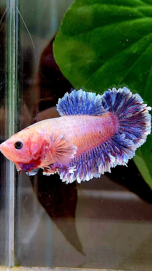 FEMALE HALFMOON FEATHER TAIL PURPLE BETTA FISH
