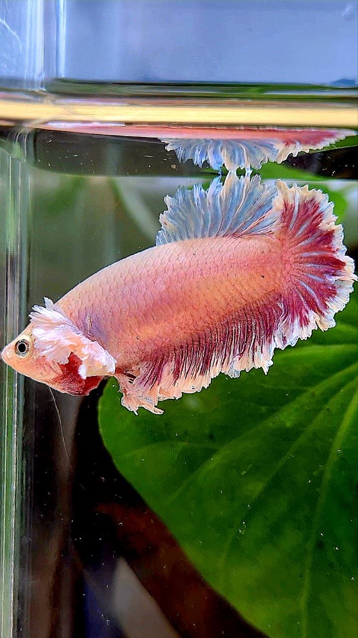 FEMALE KING FEATHER TAIL HALFMOON DUMBO EAR LAVENDER BETTA FISH