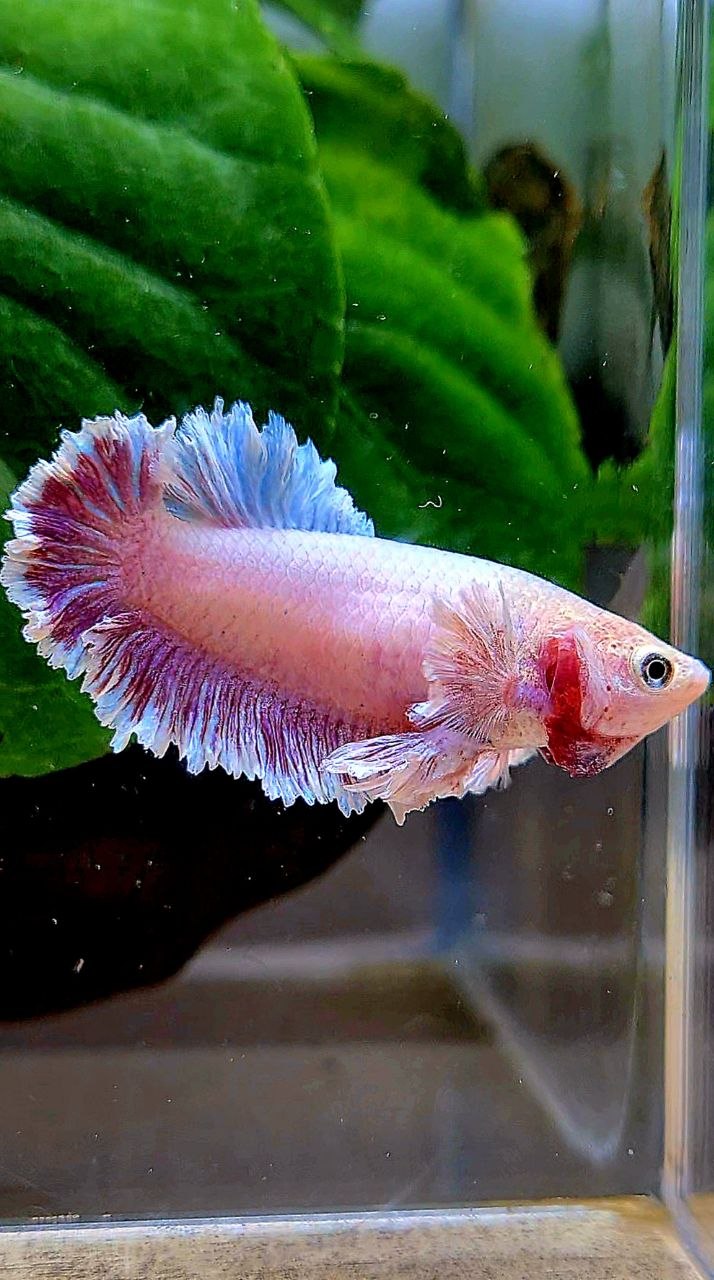 FEMALE KING FEATHER TAIL HALFMOON DUMBO EAR LAVENDER BETTA FISH