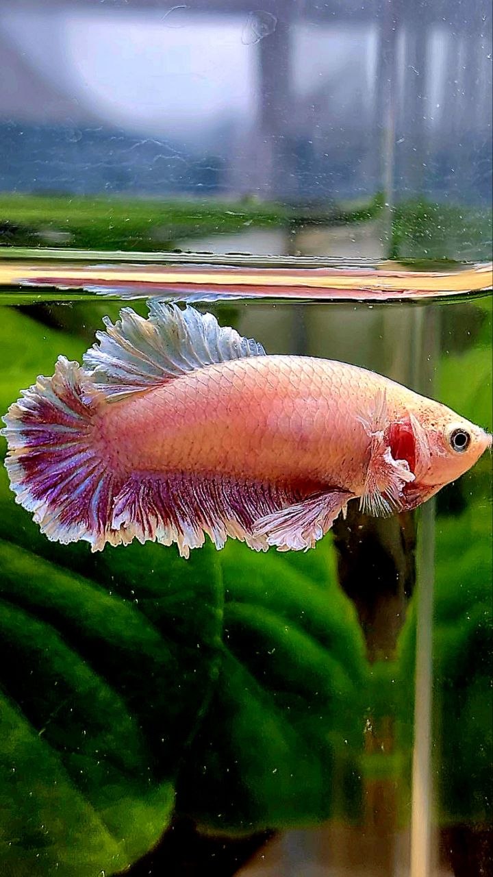 FEMALE KING FEATHER TAIL HALFMOON DUMBO EAR LAVENDER BETTA FISH