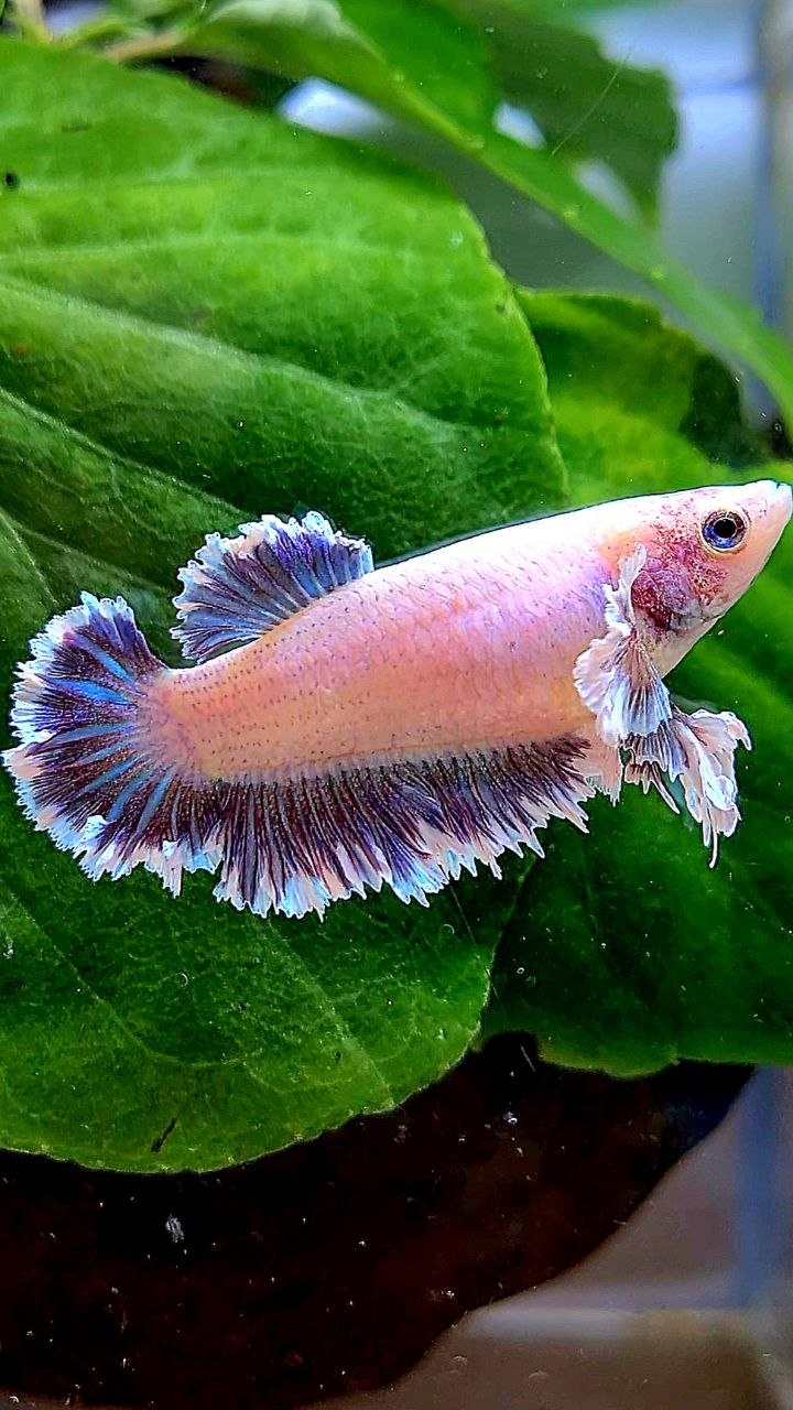 FEMALE KING FEATHER TAIL HALFMOON BIG EAR PURPLE BETTA FISH