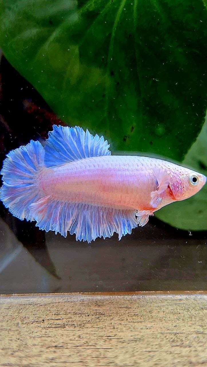 FEMALE HALFMOON FEATHER TAIL WHITE BETTA FISH