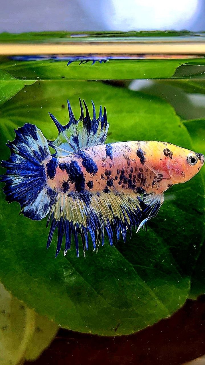 CROWNTAIL PLAKAT BLUE DOTS MARBLE YELLOW BETTA FISH