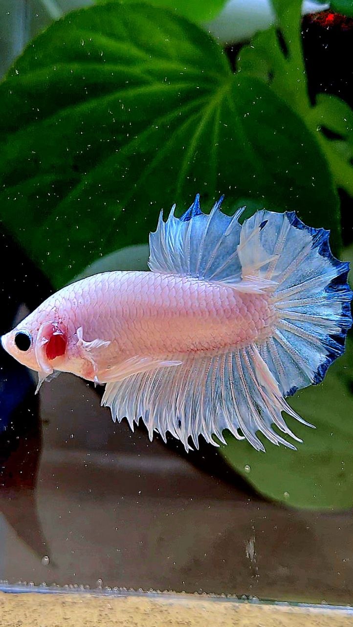 LUXURY CROWNTAIL PLAKAT WHITE BLUE RIM BETTA FISH