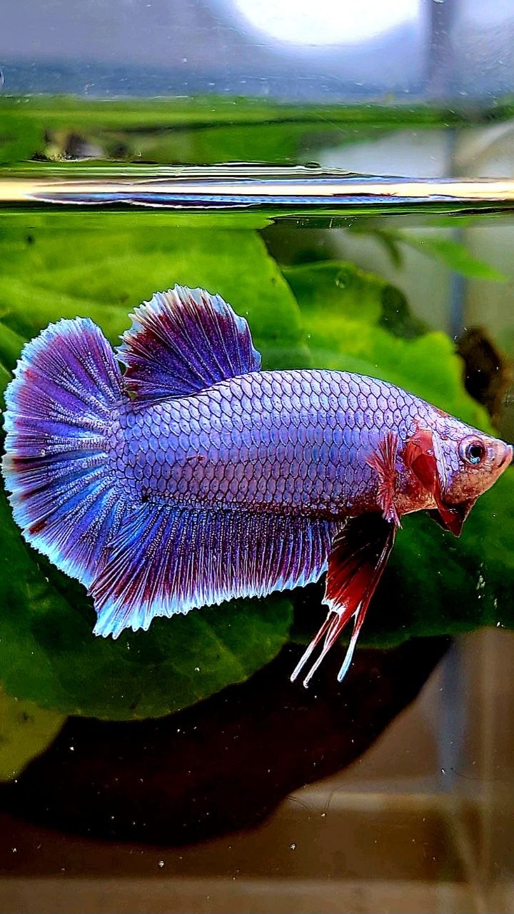 PLAKAT SUPER PURPLE FANCY BETTA FISH