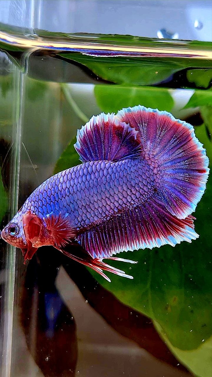 PLAKAT SUPER PURPLE FANCY BETTA FISH