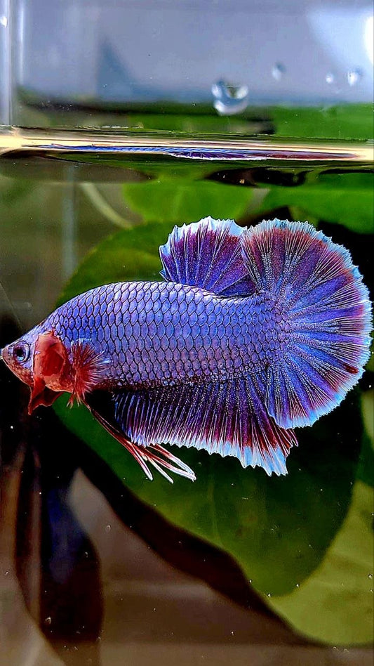 PLAKAT SUPER PURPLE FANCY BETTA FISH