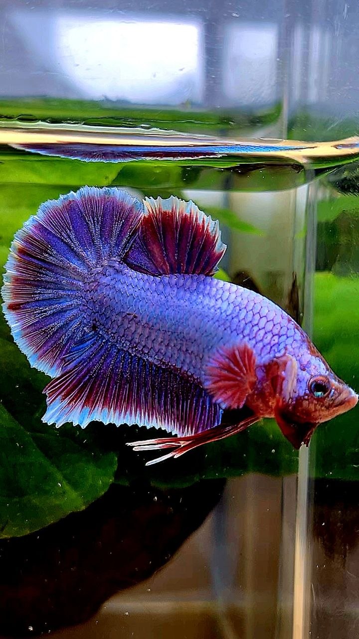 PLAKAT SUPER PURPLE FANCY BETTA FISH