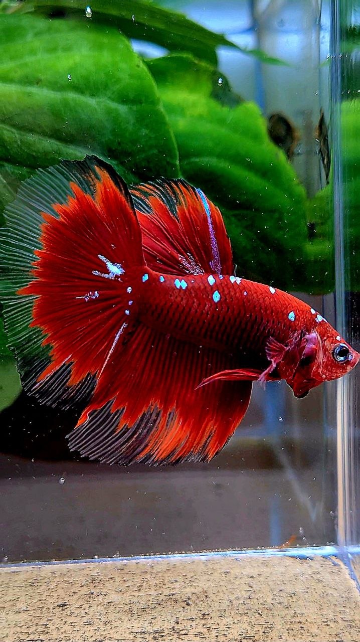 HALFMOON ROSETAIL RED PURPLE GALAXY RPG BETTA FISH