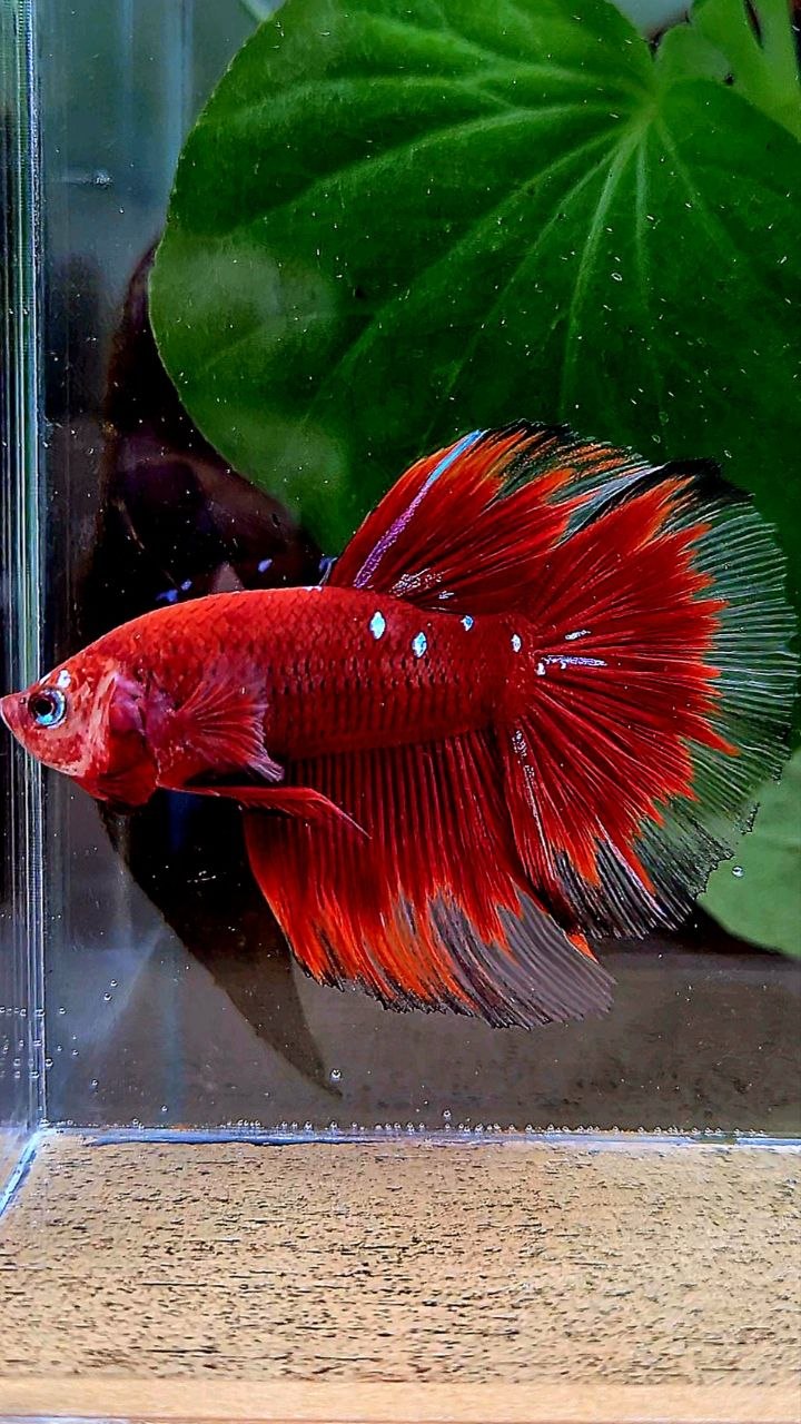 HALFMOON ROSETAIL RED PURPLE GALAXY RPG BETTA FISH