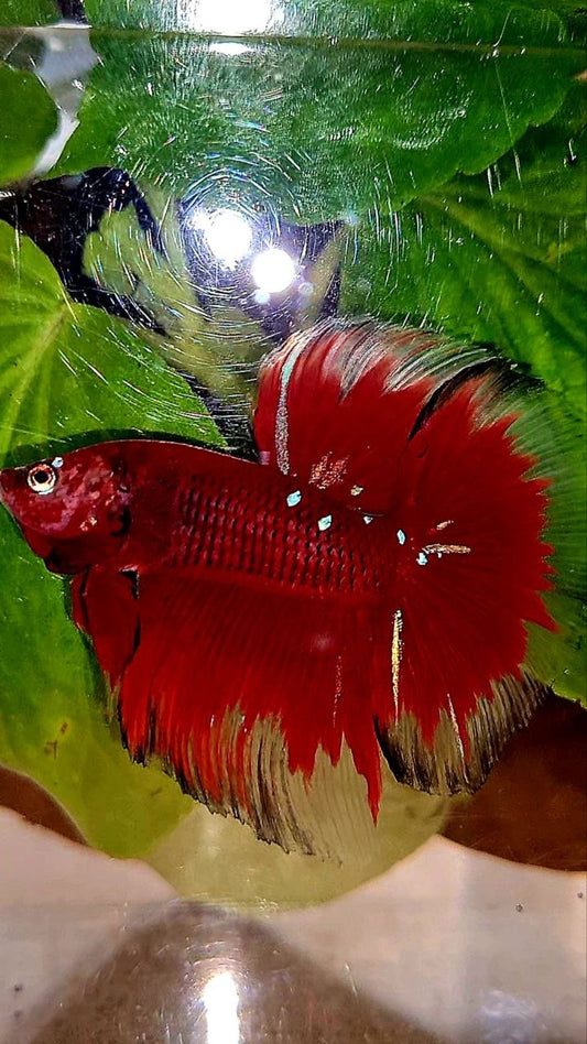 HALFMOON ROSETAIL RED PURPLE GALAXY RPG BETTA FISH